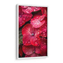 Hydrangea Roja - DeLaVegaGaming | Cuadro decorativo de Canvas Lab