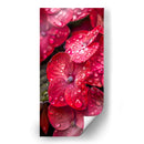 Hydrangea Roja - DeLaVegaGaming | Cuadro decorativo de Canvas Lab