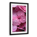 Hydrangea Rosa - DeLaVegaGaming | Cuadro decorativo de Canvas Lab