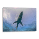 Tiburon Azul en la superficie - Dominic Underwater | Cuadro decorativo de Canvas Lab