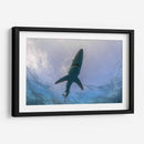 Tiburon Azul en la superficie - Dominic Underwater | Cuadro decorativo de Canvas Lab