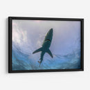 Tiburon Azul en la superficie - Dominic Underwater | Cuadro decorativo de Canvas Lab