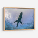 Tiburon Azul en la superficie - Dominic Underwater | Cuadro decorativo de Canvas Lab