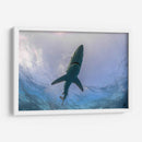 Tiburon Azul en la superficie - Dominic Underwater | Cuadro decorativo de Canvas Lab