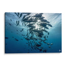 Jureles de ojos grandes dando vueltas alrededor del sol - Dominic Underwater | Cuadro decorativo de Canvas Lab