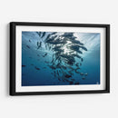 Jureles de ojos grandes dando vueltas alrededor del sol - Dominic Underwater | Cuadro decorativo de Canvas Lab