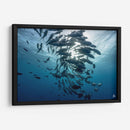 Jureles de ojos grandes dando vueltas alrededor del sol - Dominic Underwater | Cuadro decorativo de Canvas Lab