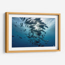 Jureles de ojos grandes dando vueltas alrededor del sol - Dominic Underwater | Cuadro decorativo de Canvas Lab