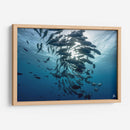 Jureles de ojos grandes dando vueltas alrededor del sol - Dominic Underwater | Cuadro decorativo de Canvas Lab