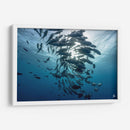 Jureles de ojos grandes dando vueltas alrededor del sol - Dominic Underwater | Cuadro decorativo de Canvas Lab