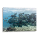Escuela de peces loros jorobados verdes - Dominic Underwater | Cuadro decorativo de Canvas Lab
