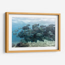 Escuela de peces loros jorobados verdes - Dominic Underwater | Cuadro decorativo de Canvas Lab