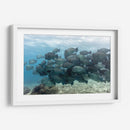 Escuela de peces loros jorobados verdes - Dominic Underwater | Cuadro decorativo de Canvas Lab