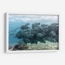 Escuela de peces loros jorobados verdes - Dominic Underwater | Cuadro decorativo de Canvas Lab