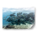 Escuela de peces loros jorobados verdes - Dominic Underwater | Cuadro decorativo de Canvas Lab