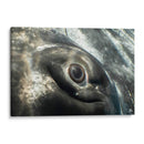 Ojo de una ballena jorobada - Dominic Underwater | Cuadro decorativo de Canvas Lab