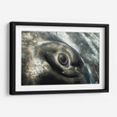 Ojo de una ballena jorobada - Dominic Underwater | Cuadro decorativo de Canvas Lab