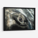 Ojo de una ballena jorobada - Dominic Underwater | Cuadro decorativo de Canvas Lab