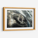 Ojo de una ballena jorobada - Dominic Underwater | Cuadro decorativo de Canvas Lab