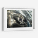 Ojo de una ballena jorobada - Dominic Underwater | Cuadro decorativo de Canvas Lab