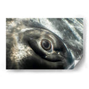 Ojo de una ballena jorobada - Dominic Underwater | Cuadro decorativo de Canvas Lab
