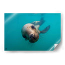 Lobo marino de cerca - Dominic Underwater | Cuadro decorativo de Canvas Lab