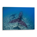 Ballenas jorobadas madre y cria sobre el arrecife - Dominic Underwater | Cuadro decorativo de Canvas Lab