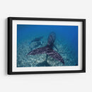 Ballenas jorobadas madre y cria sobre el arrecife - Dominic Underwater | Cuadro decorativo de Canvas Lab