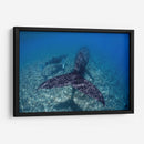 Ballenas jorobadas madre y cria sobre el arrecife - Dominic Underwater | Cuadro decorativo de Canvas Lab