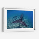Ballenas jorobadas madre y cria sobre el arrecife - Dominic Underwater | Cuadro decorativo de Canvas Lab