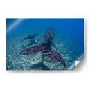 Ballenas jorobadas madre y cria sobre el arrecife - Dominic Underwater | Cuadro decorativo de Canvas Lab