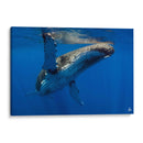 Aleta en el sol - Dominic Underwater | Cuadro decorativo de Canvas Lab