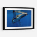 Aleta en el sol - Dominic Underwater | Cuadro decorativo de Canvas Lab