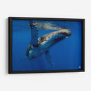 Aleta en el sol - Dominic Underwater | Cuadro decorativo de Canvas Lab