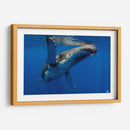 Aleta en el sol - Dominic Underwater | Cuadro decorativo de Canvas Lab