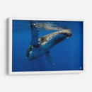 Aleta en el sol - Dominic Underwater | Cuadro decorativo de Canvas Lab