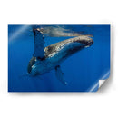 Aleta en el sol - Dominic Underwater | Cuadro decorativo de Canvas Lab