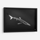 Tiburon azul en blanco y negro - Dominic Underwater | Cuadro decorativo de Canvas Lab