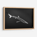 Tiburon azul en blanco y negro - Dominic Underwater | Cuadro decorativo de Canvas Lab