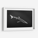 Tiburon azul en blanco y negro - Dominic Underwater | Cuadro decorativo de Canvas Lab