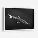 Tiburon azul en blanco y negro - Dominic Underwater | Cuadro decorativo de Canvas Lab