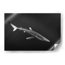 Tiburon azul en blanco y negro - Dominic Underwater | Cuadro decorativo de Canvas Lab