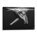 Cria de ballena jorobada en blanco y negro - Dominic Underwater | Cuadro decorativo de Canvas Lab