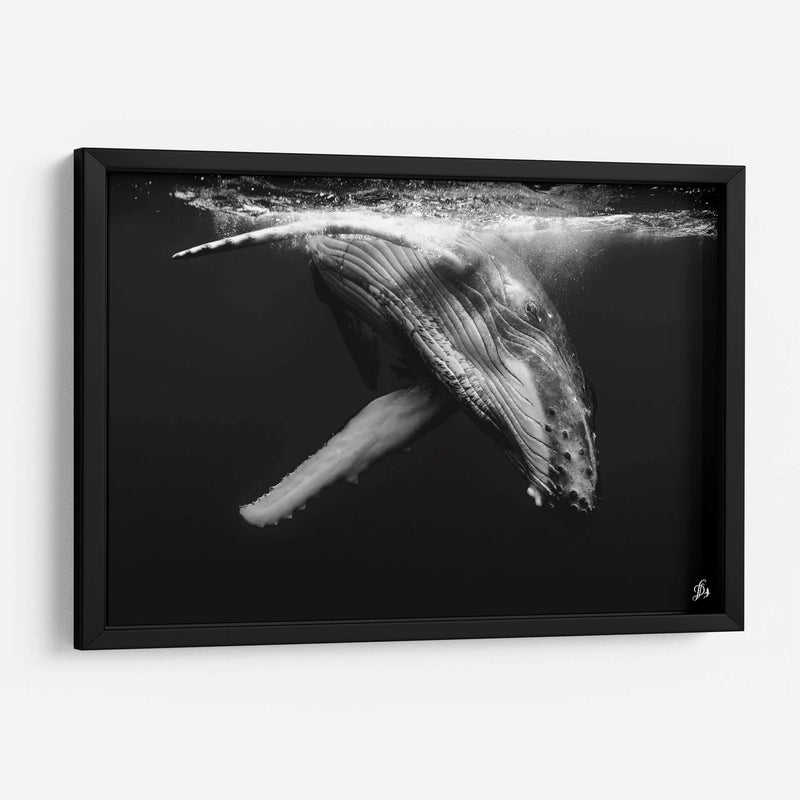 Cria de ballena jorobada en blanco y negro - Dominic Underwater | Cuadro decorativo de Canvas Lab