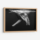 Cria de ballena jorobada en blanco y negro - Dominic Underwater | Cuadro decorativo de Canvas Lab