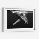 Cria de ballena jorobada en blanco y negro - Dominic Underwater | Cuadro decorativo de Canvas Lab
