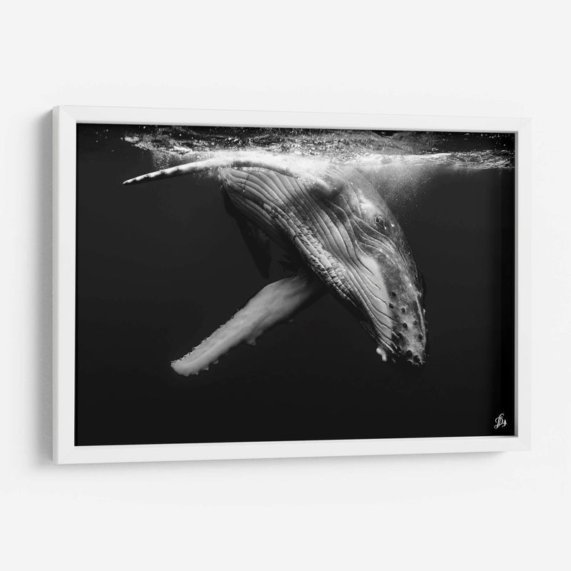 Cria de ballena jorobada en blanco y negro - Dominic Underwater | Cuadro decorativo de Canvas Lab