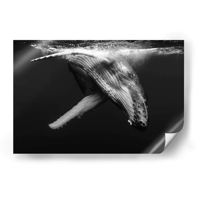 Cria de ballena jorobada en blanco y negro - Dominic Underwater | Cuadro decorativo de Canvas Lab