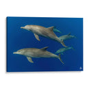 Familia de delfines nariz de botella - Dominic Underwater | Cuadro decorativo de Canvas Lab