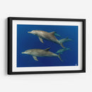 Familia de delfines nariz de botella - Dominic Underwater | Cuadro decorativo de Canvas Lab